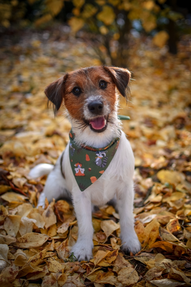 BANDANA "JESIENNE PRZYGODY"