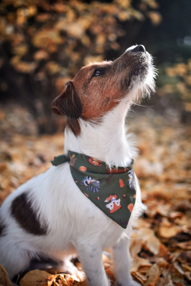 BANDANA "JESIENNE PRZYGODY" - obrazek 2