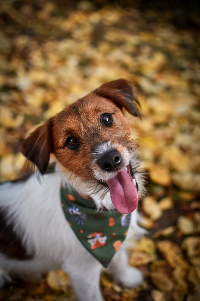BANDANA "JESIENNE PRZYGODY" - obrazek 3
