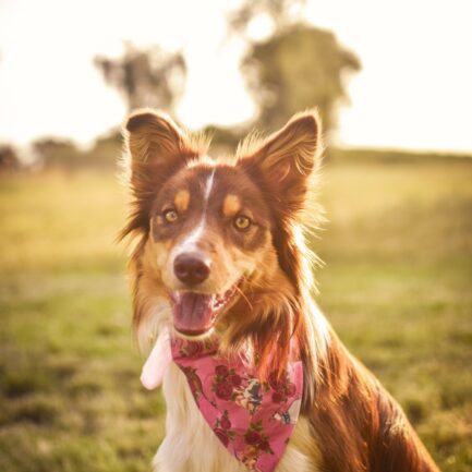 BANDANA “KOZIA ŁĄCZKA”